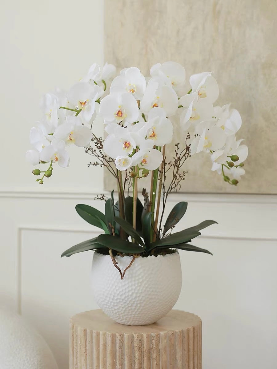 Maison Blanche Orchid