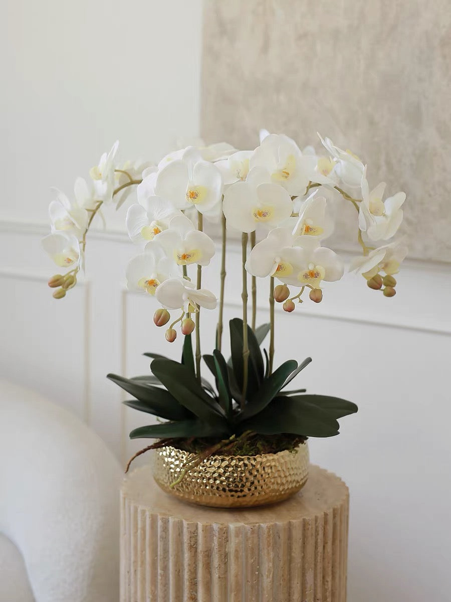 Maison Blanche Orchid