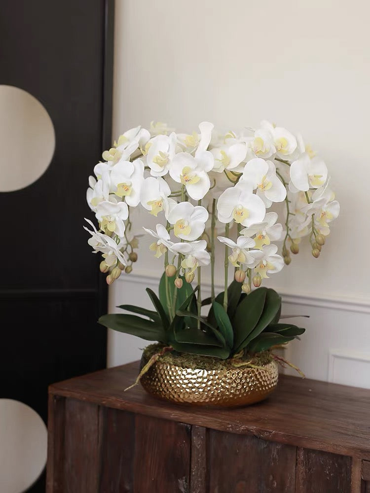 Maison Blanche Orchid