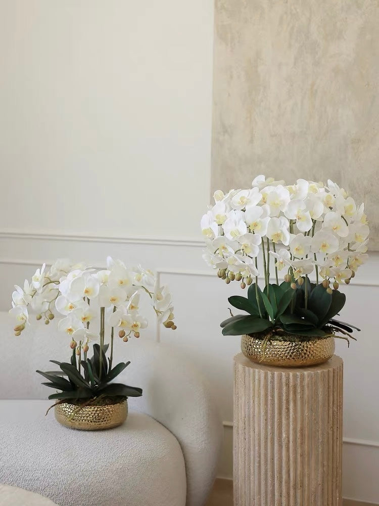 Maison Blanche Orchid