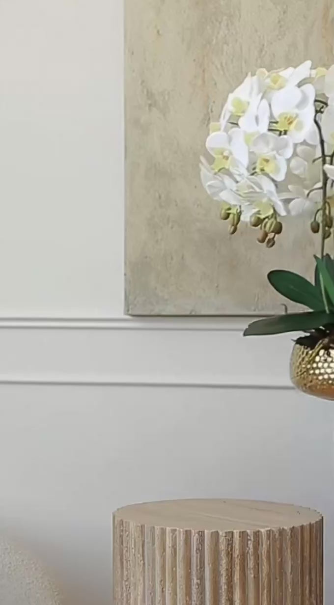 Maison Blanche Orchid