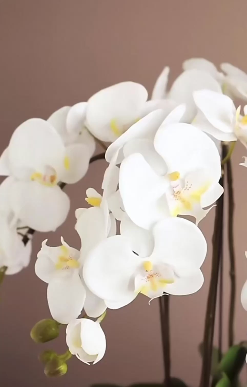 Maison Blanche Orchid